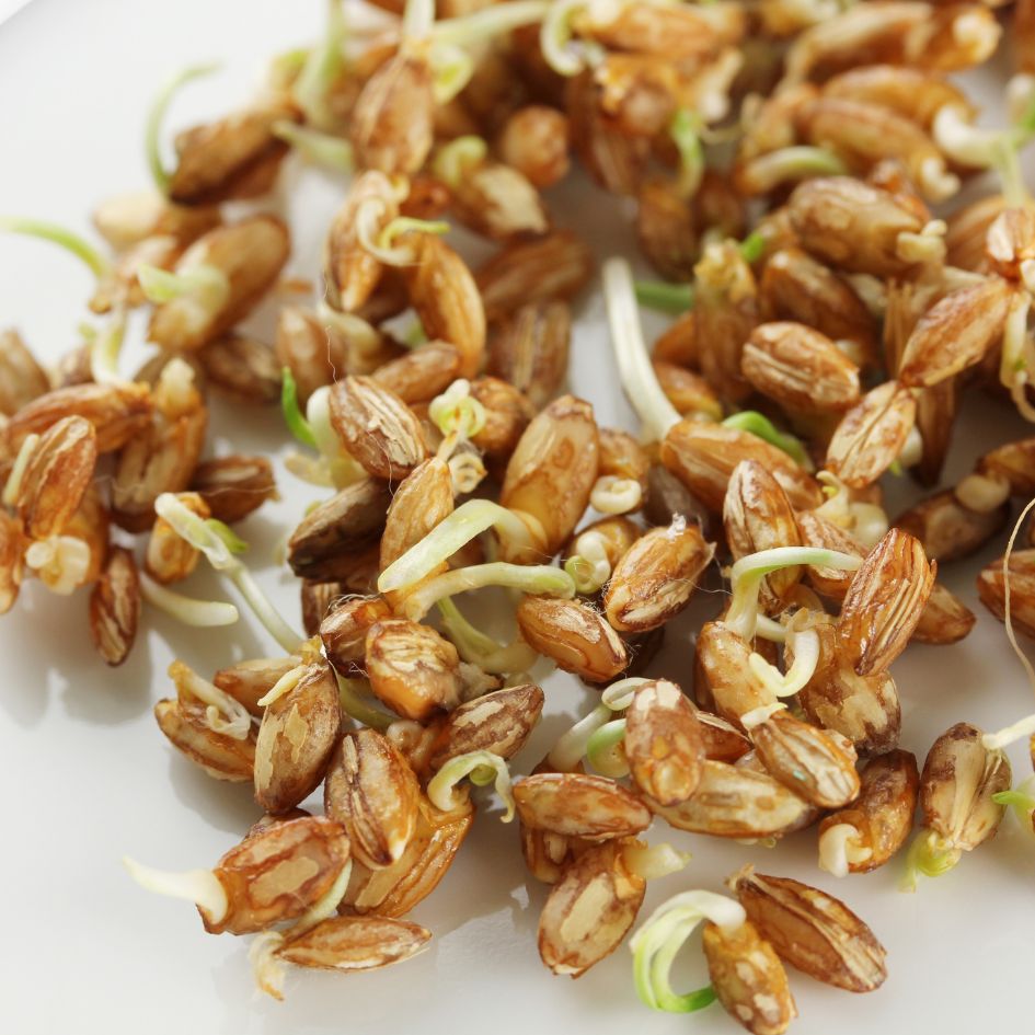 Spermidin - ein Autophagie Booster und Jungbrunnen für den Körper - Revit Nature