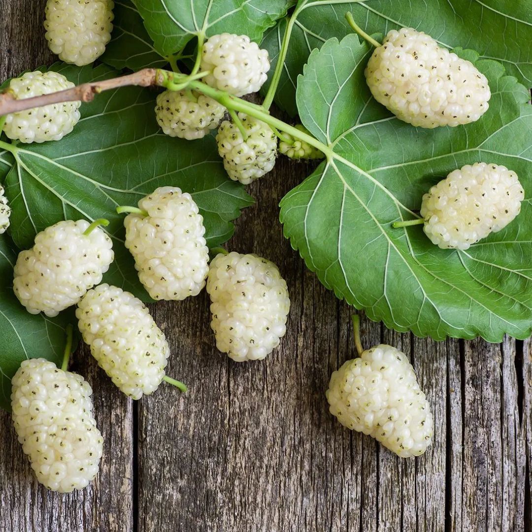 Weiße Maulbeerblätter: Sanfte Regulation für deinen Blutzucker - Revit Nature