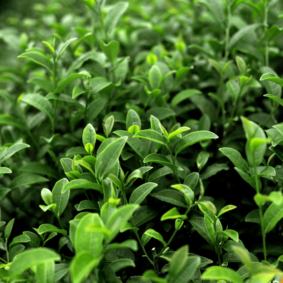 Baldrian & L-Theanin - Natürliche Schlafmittel für Erwachsene - Revit Nature